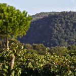 vigneti Morellino di Scansano