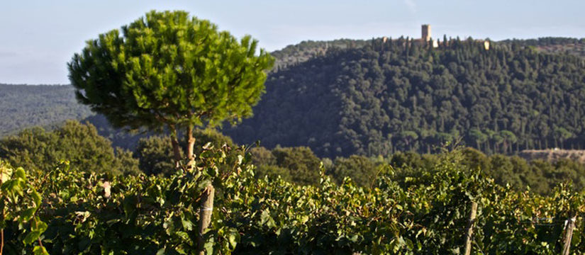 vigneti Morellino di Scansano