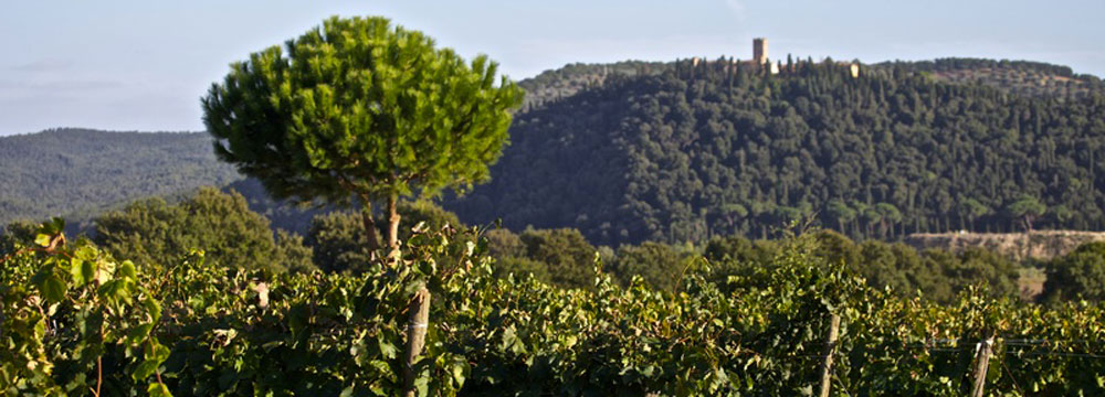 vigneti Morellino di Scansano