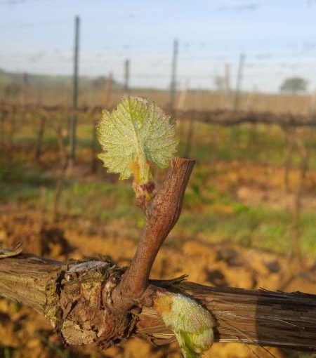 Primavera in Maremma