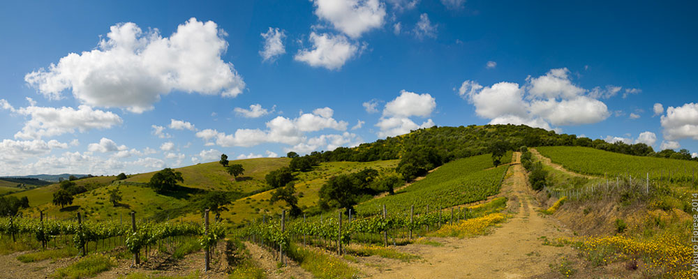 vigneti-cantina vigneti