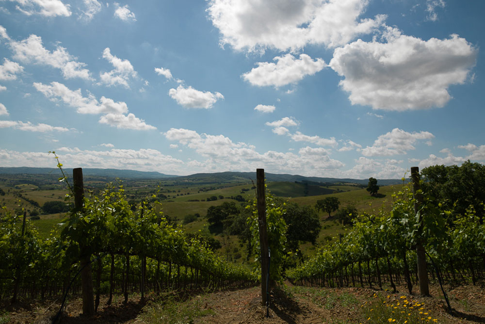 vigneti-prima vigneti dei vignaioli del morellino di scansano