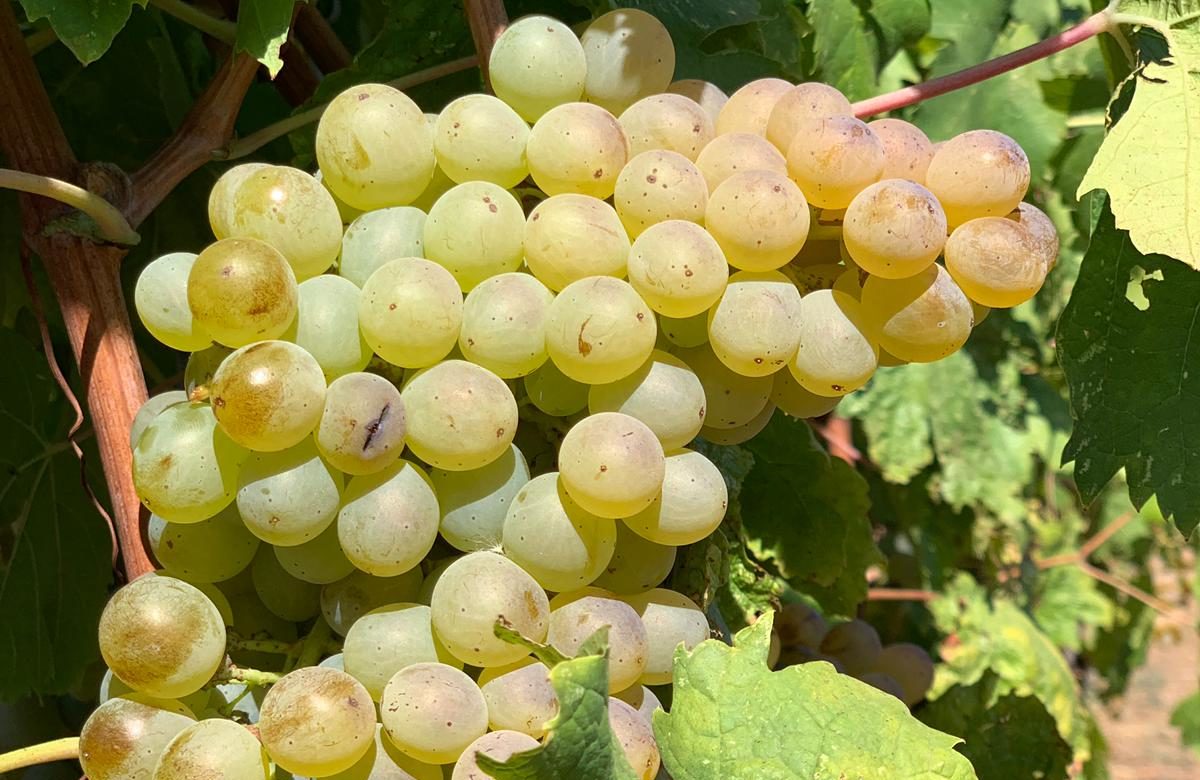 grappolo di ansonica